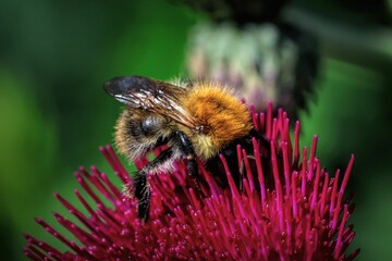 Bumblebee on a vibrant pink flower