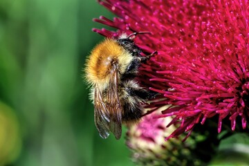 Bee on vibrant pink flower close-up.