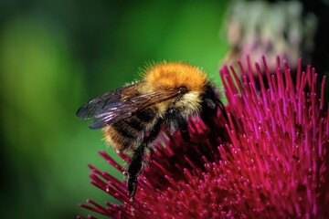 Bumblebee on Pink Flower