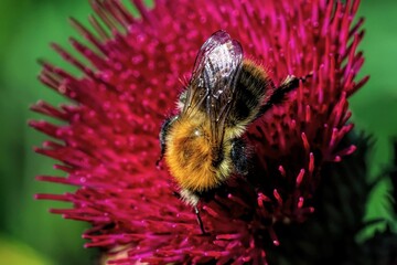 Bee on vibrant pink flower close-up.
