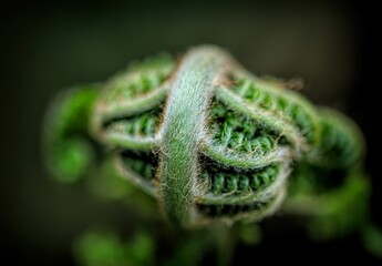 Close-up of a curled fern frond.