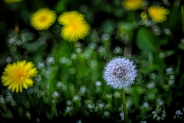 Dandelion Seed Head and Yellow Flowers