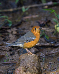 orange-headed thrush or Geokichla citrina seen in Karimganj, Assam, India