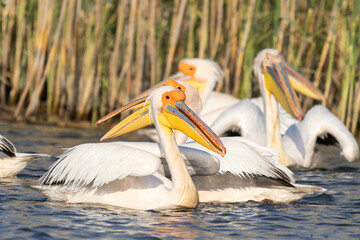 schwimmende Pelikane im Donaudelta