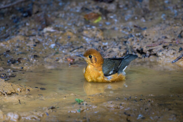 orange-headed thrush or Geokichla citrina seen in Karimganj, Assam, India