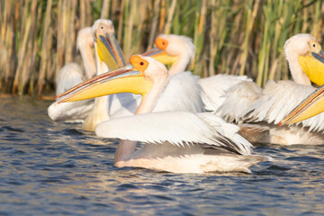 Rosapelikan im Donaudelta