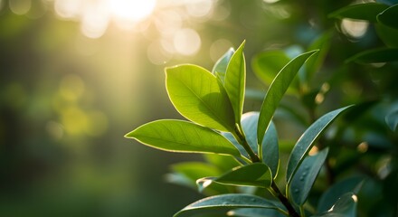 Obraz premium Fresh Green Leaves in Sunlight with Natural Bokeh Background