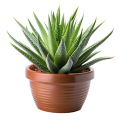 	Aloe vera plant in brown pot isolated on transparent background
