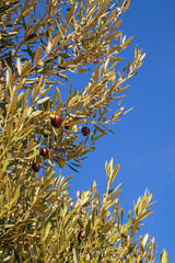 Branches of olive tree with leaves and fruit against sky on sunny day