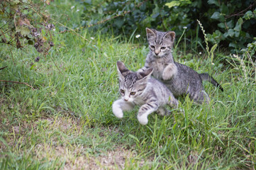 tabby cats playing in the grass