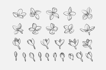 Set of detailed flowers of lilac in different positions and angles. Hand drawn vector illustration the process of flower blossoming. Elegant botanical elements for invitation