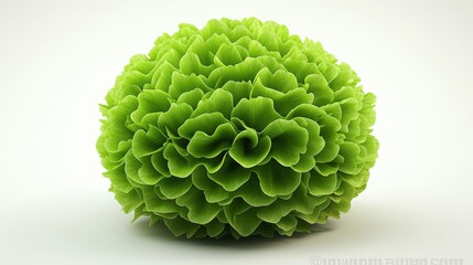 Close up of a Green Textured Spherical Plant on White Background
