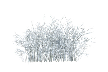 Shrub plants in snow isolated on white
