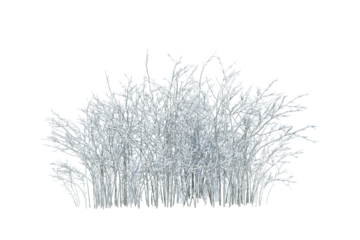 Shrub plants in snow isolated on white
