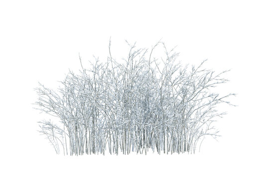 Shrub plants in snow isolated on white
