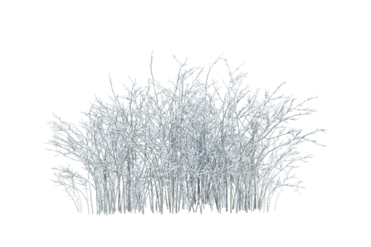 Shrub plants in snow isolated on white
