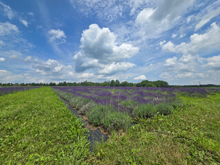 Obraz premium Blooming Lavender Field Under Summer Sky