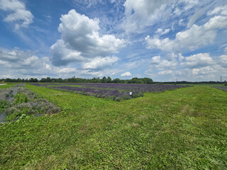 Blooming Lavender Field Under Summer Sky