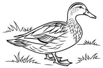 coloring page line art the duck black vector