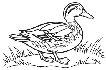 coloring page line art the duck black vector