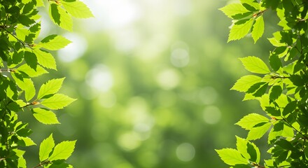 Obraz premium Green Leaves with Sunlight and Natural Bokeh Background