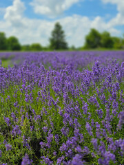 Blooming Lavender Field Under Summer Sky