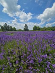 Fototapeta premium Blooming Lavender Field Under Summer Sky