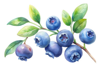 Watercolor painting of a ripe blueberry branch with green leaves isolated on transparent background