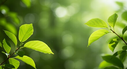 Green Leaves with Sunlight and Natural Bokeh Background