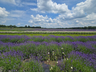 Blooming Lavender Field Under Summer Sky
