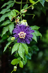 Close-Up of a Purple Passion Flower in Bloom, Vertical Frame