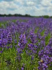 Blooming Lavender Field Under Summer Sky