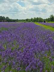 Blooming Lavender Field Under Summer Sky