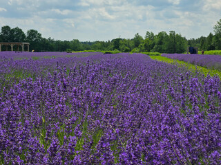Blooming Lavender Field Under Summer Sky