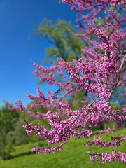 Pink Cherry Blossoms in Full Bloom at Royal Botanical Gardens, Burlington