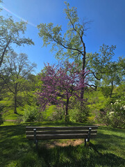 Pink Cherry Blossoms in Full Bloom at Royal Botanical Gardens, Burlington