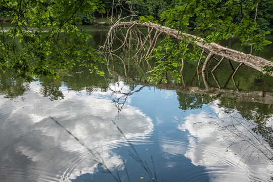 Umgest&uuml;rzter Laubbaum Seeungeheuer spiegelt sich in See mit blauem Himmel und Wolken am Pfaffensee