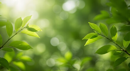 Naklejka premium Green Leaves with Sunlight and Natural Bokeh Background