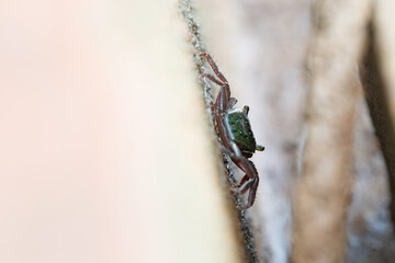 Aratus pisonii mangrove tree crab, tropical and subtropical animal of the mangroves forest in India