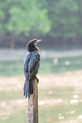 Indian cormorant, shag or Phalacrocorax fuscicollis sitting on tree trunk, inland waters of...