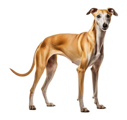 Greyhound Standing Isolated on Transparent Background PNG
