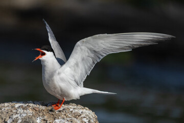 Seeschwalbe