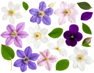 Flat Lay of Mixed Streptocarpus Flowers and Leaves in Airy Artistic Scatter