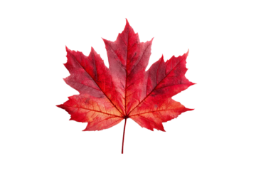 A red leaf of a maple tree