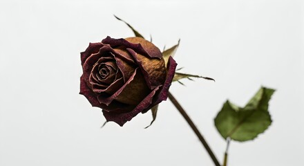 Close-up of a Dried Rose with Dark Burgundy Petals.