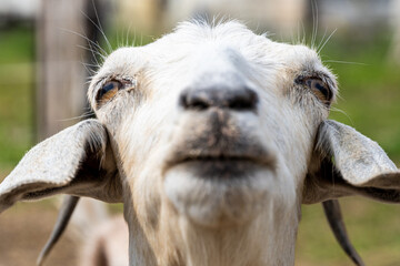 Extreme Close-Up of Funny Goat Face with Big Nose and Floppy Ears – Playful Farm Animal Portrait