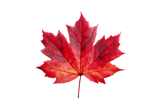 A red leaf of a maple tree