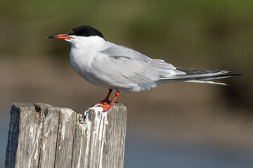 Seeschwalbe im Donaudelta