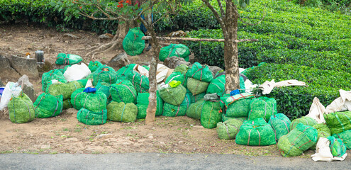 Tea leaf harvest on plantation in Munnar, South India, sacks filled with leaves standing next to field, plants and agriculture in Kerala
