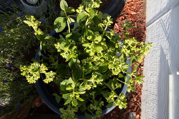 hydrangeas in garden